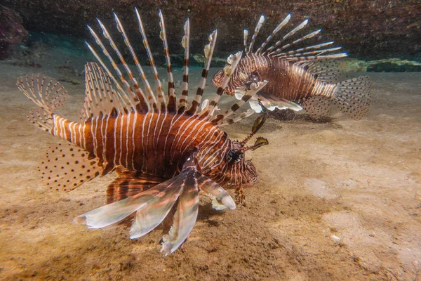 Kızıl Deniz Deki Aslan Balığı Renkli Balık Eilat Israel — Stok fotoğraf