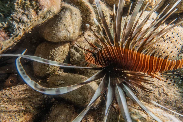 紅海のライオン魚カラフルな魚 エイラートイスラエル — ストック写真