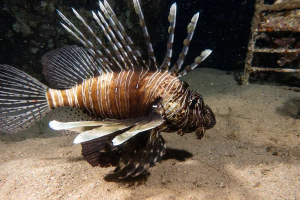 紅海のライオン魚カラフルな魚 エイラートイスラエル — ストック写真