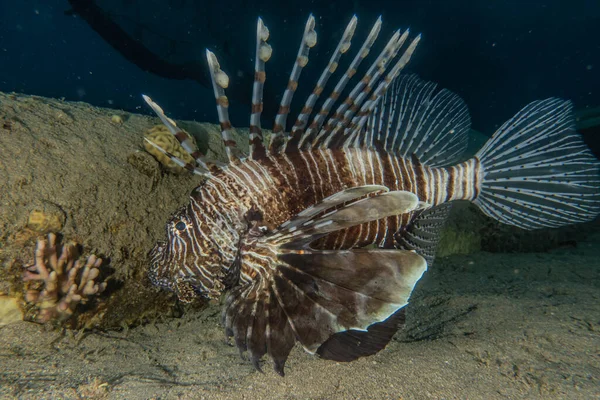 Poisson Lion Dans Mer Rouge Poissons Colorés Eilat Israël — Photo