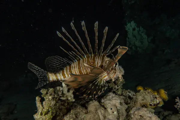 Lejonfisk Röda Havets Färgglada Fisk Eilat Israel — Stockfoto