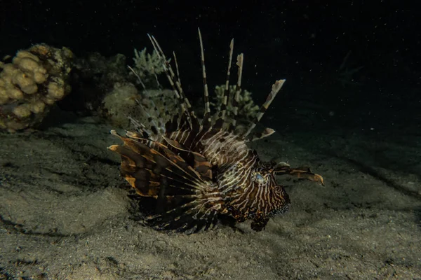 紅海のライオン魚カラフルな魚 エイラートイスラエル — ストック写真