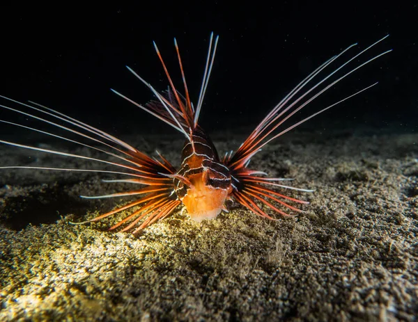 紅海のライオン魚カラフルな魚 エイラートイスラエル — ストック写真