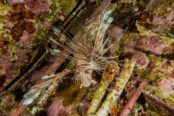 Peixe Leão Mar Vermelho Peixe Colorido Eilat Israel — Fotografia de Stock