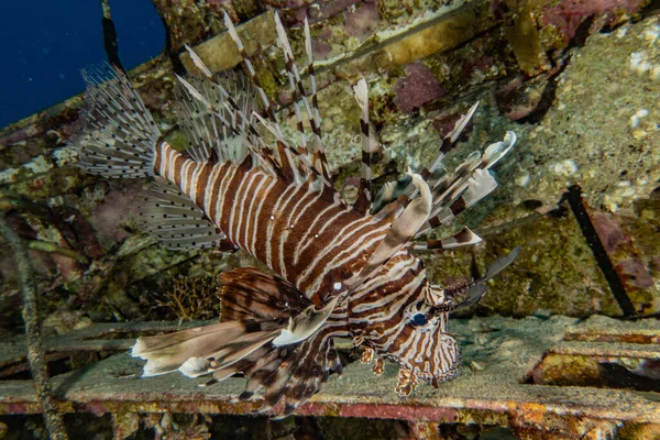 Pesce Leone Nel Mar Rosso Pesce Colorato Eilat Israele — Foto Stock