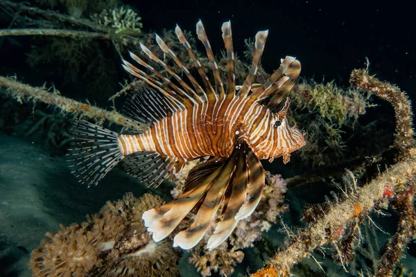 紅海のライオン魚カラフルな魚 エイラートイスラエル — ストック写真