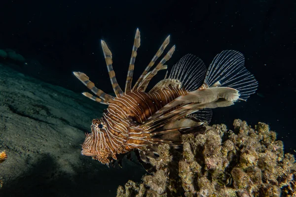 Pesce Leone Nel Mar Rosso Pesce Colorato Eilat Israele — Foto Stock