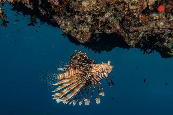 stock image Lion fish in the Red Sea colorful fish, Eilat Israel