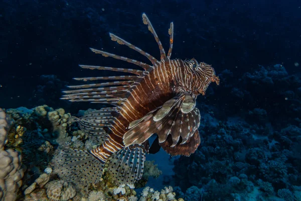 Leeuwenvis Rode Zee Kleurrijke Vis Eilat Israel — Stockfoto