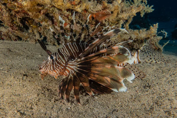 Poisson Lion Dans Mer Rouge Poissons Colorés Eilat Israël — Photo