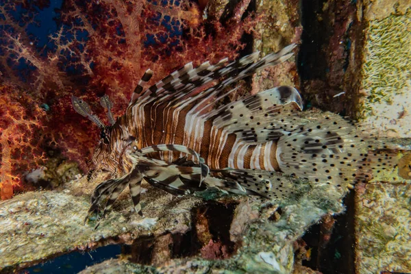 Lion Fish Red Sea Colorful Fish Eilat Israel — Stock Photo, Image