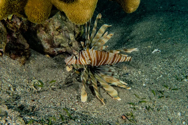 Lejonfisk Röda Havets Färgglada Fisk Eilat Israel — Stockfoto