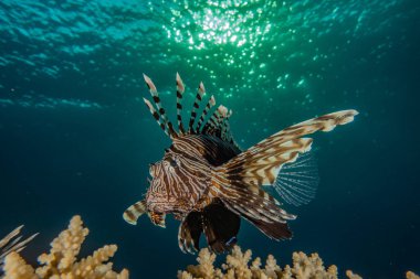 Kızıl Deniz 'deki aslan balığı renkli balık, Eilat Israel