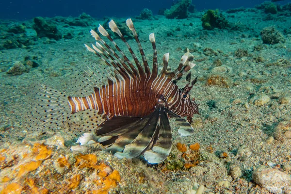 紅海のライオン魚カラフルな魚 エイラートイスラエル — ストック写真