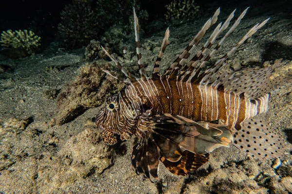 紅海のライオン魚カラフルな魚 エイラートイスラエル — ストック写真