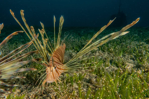 紅海のライオン魚カラフルな魚 エイラートイスラエル — ストック写真