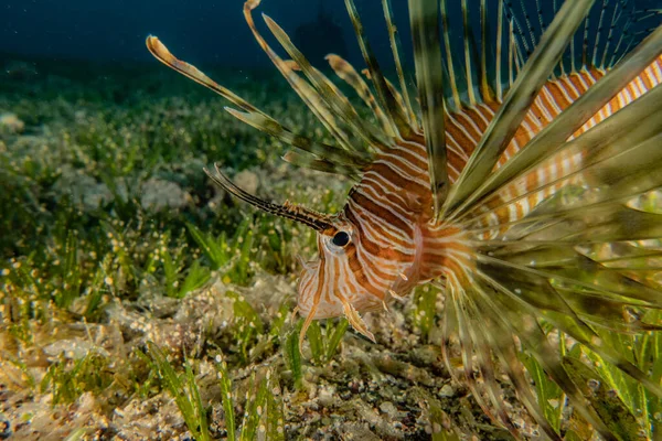 紅海のライオン魚カラフルな魚 エイラートイスラエル — ストック写真