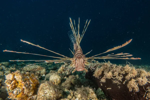 Lion Fish Red Sea Colorful Fish Eilat Israel — Stock Photo, Image