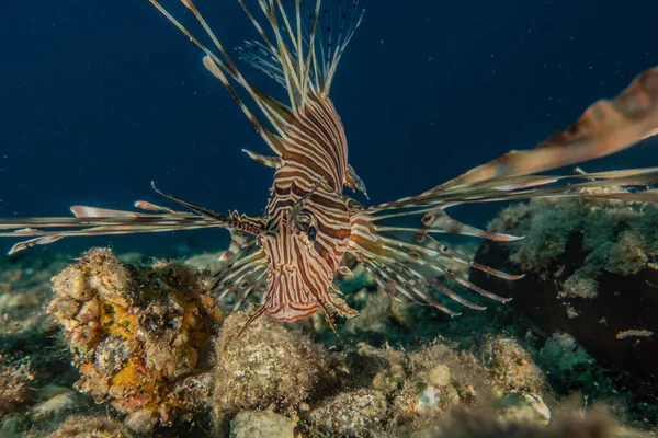 Oroszlán Hal Vörös Tenger Színes Hal Eilat Izrael — Stock Fotó