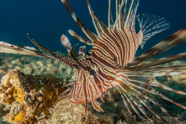 紅海のライオン魚カラフルな魚 エイラートイスラエル — ストック写真