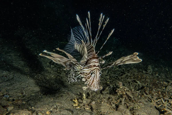 Lion Fish Red Sea Colorful Fish Eilat Israel — Stock Photo, Image