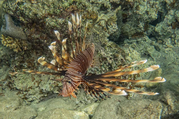 Lejonfisk Röda Havets Färgglada Fisk Eilat Israel — Stockfoto