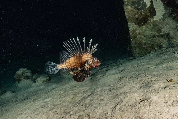 紅海のライオン魚カラフルな魚 エイラートイスラエル — ストック写真