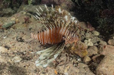 Kızıl Deniz 'deki aslan balığı renkli balık, Eilat Israel
