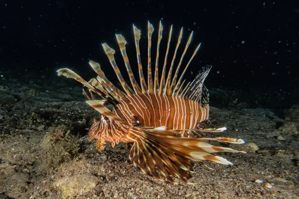 紅海のライオン魚カラフルな魚 エイラートイスラエル — ストック写真