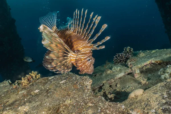 Oroszlán Hal Vörös Tenger Színes Hal Eilat Izrael — Stock Fotó