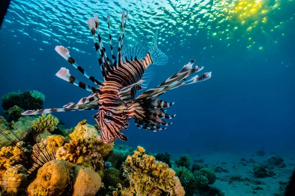 紅海のライオン魚カラフルな魚 エイラートイスラエル — ストック写真