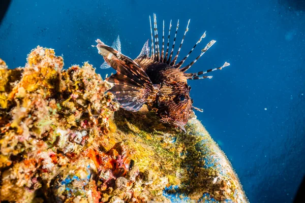 Lion Fish Red Sea Colorful Fish Eilat Israel — Stock Photo, Image