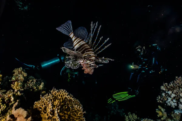 Lion Fish Red Sea Colorful Fish Eilat Israel — Stock Photo, Image