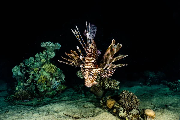 紅海のライオン魚カラフルな魚 エイラートイスラエル — ストック写真