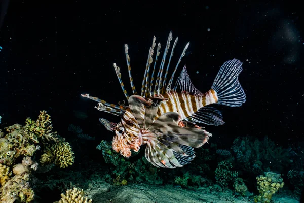 Lion Fish Red Sea Colorful Fish Eilat Israel — Stock Photo, Image