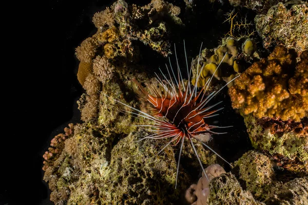 Lion Fish Red Sea Colorful Fish Eilat Israel — Stock Photo, Image