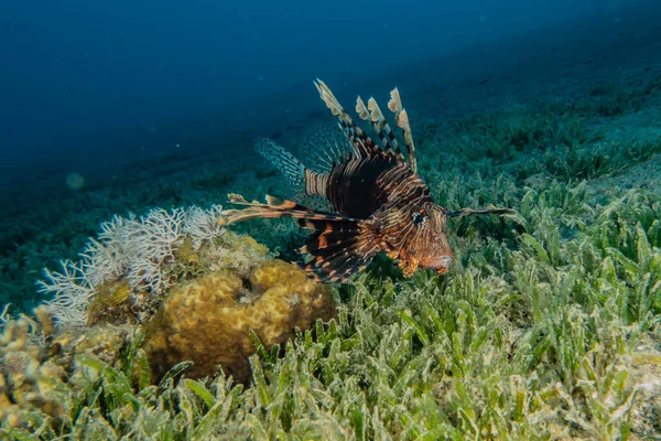 紅海のライオン魚カラフルな魚 エイラートイスラエル — ストック写真