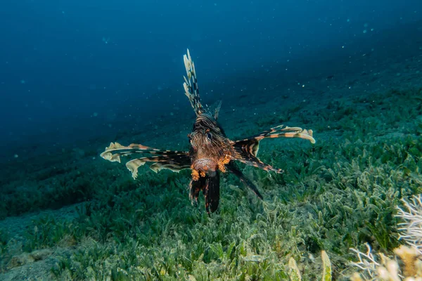 紅海のライオン魚カラフルな魚 エイラートイスラエル — ストック写真