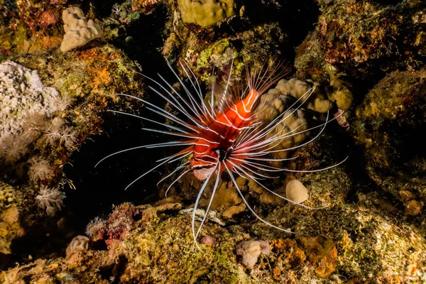 紅海のライオン魚カラフルな魚 エイラートイスラエル — ストック写真