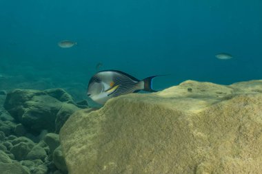 Kızıl Deniz 'de balıklar yüzer, renkli balıklar, Eilat İsrail