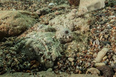 Kızıl Deniz 'de balıklar yüzer, renkli balıklar, Eilat İsrail