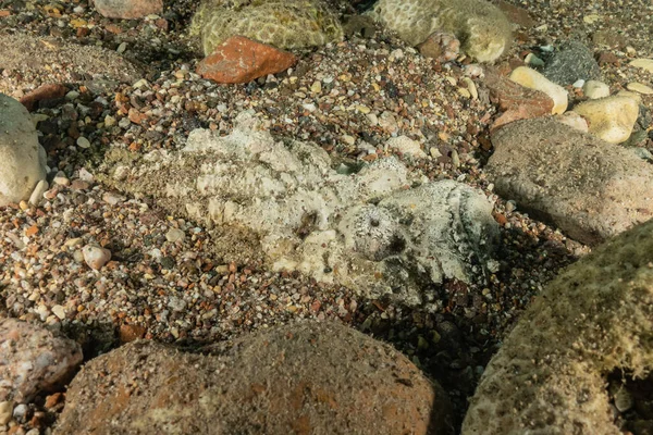 Fische Schwimmen Roten Meer Bunte Fische Eilat Israel — Stockfoto