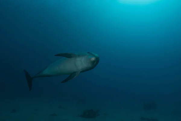 Dauphin Nageant Dans Mer Rouge Eilat Israël — Photo