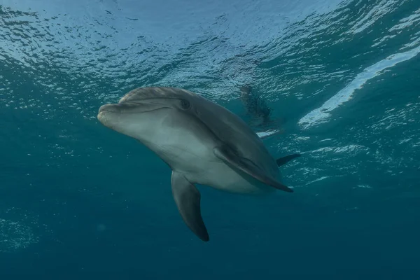 Pływanie Delfinami Morze Czerwone Eilat Izrael — Zdjęcie stockowe