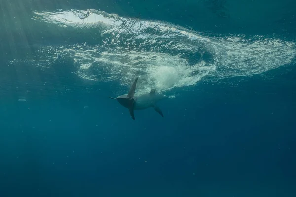 Delfin Úszás Vörös Tengeren Eilat Izrael — Stock Fotó