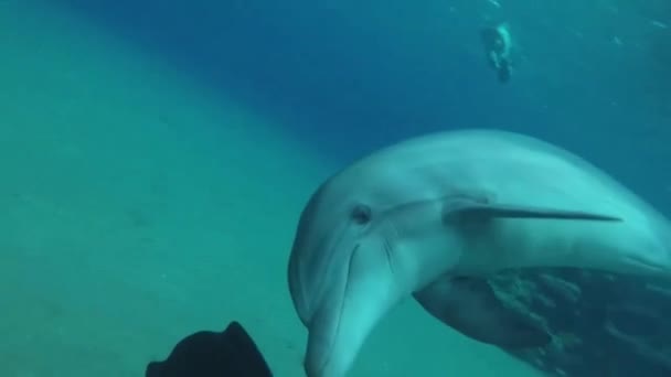 Dauphin nageant dans la mer Rouge — Video