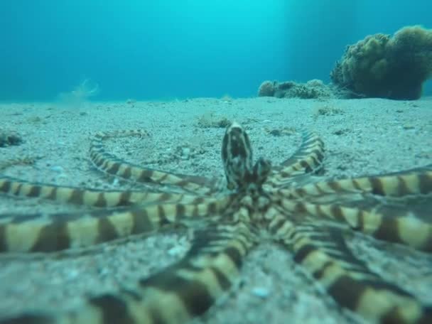 Octopus, az álcázás királya a Vörös-tengeren, Eilat Izrael — Stock videók