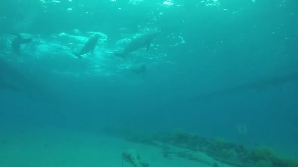 Delfinschwimmen im Roten Meer — Stockvideo