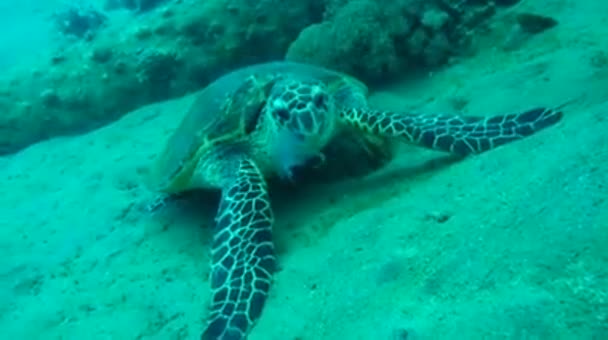 Kızıl Deniz 'de Şahin gagalı deniz kaplumbağası — Stok video