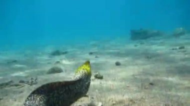  Moray eel Mooray lycodontis Kızıl Deniz 'de dalgalanma